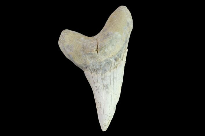 Fossil Shark (Cretoxyrhina) Tooth - Kansas #134848